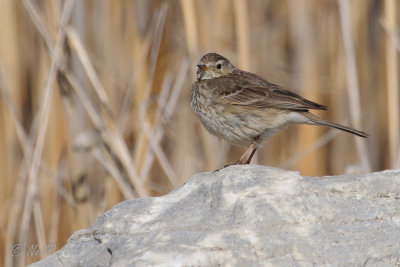 Pipit, American 20140324-16272337 -W.jpg