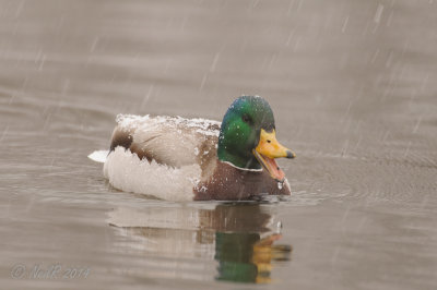 20140325-18200515 -W.jpg