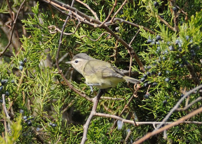 Warbling Vireo DSCN_257377.JPG