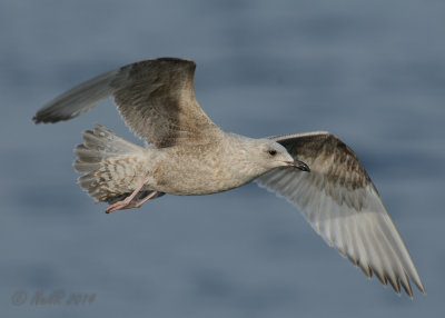 Gull, Thayers 20140403_08024670_5X7_W.jpg