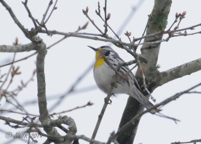 Yellow-throated Warbler 20140407_09222017_5x7_W.jpg
