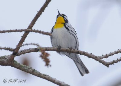 Yellow-throated Warbler 20140407_09231343_5x7_W.jpg