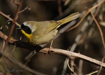 Common Yellowthroat 20140406_11095984.JPG