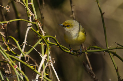 White-eyed Vireo 20140406_11261514_5x7_W.jpg