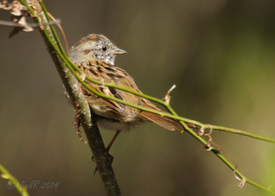 Swamp Sparrow 20140406_11294540_5x7_W.jpg