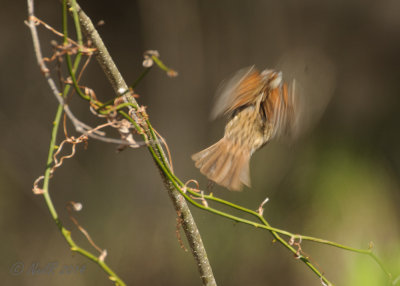 Swamp Sparrow 20140406_11294808_5x7_W.jpg