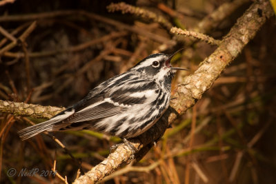 Black and White Warbler 20140409_16175957.JPG