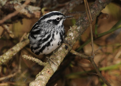 Black and White Warbler 20140409_16223305.JPG