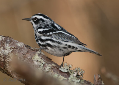 Black and White Warbler 20140409_16543723.JPG