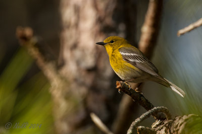 Pine Warbler 20140409_17050255_2x3_W.jpg