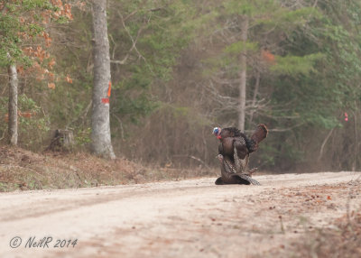 Turkey, Wild 20140410_07122623 _5x7_W.jpg