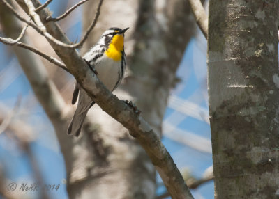 Yellow-throated Warbler 20140410_14184591_5x7_W.jpg