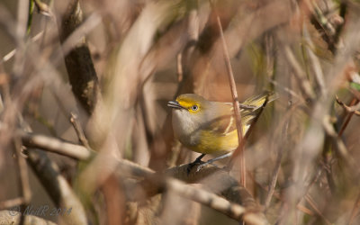 White-eyed Vireo 20140409_09464527_WP1680_W.jpg