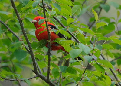 Tanager, Scarlet 20140502_11304100_5X7_W.jpg