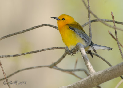 Prothonotary Warbler 20140505_10005766_5x7_W.jpg