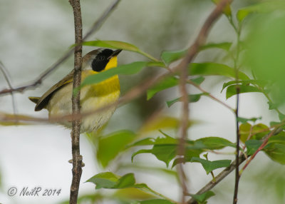 Warbler, Common Yellowthroat 20140508_09372806_5X7_W.jpg