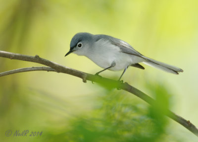 Gnatcatcher, Blue-gray 20140508_12244625_5X7_W.jpg