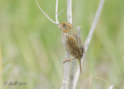 Sparrow, Salt Marsh 20140520_11142639_5x7_W.jpg