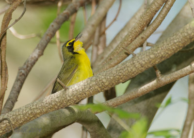 Warbler, Kentucky 20140506_12445340_5x7_W.jpg