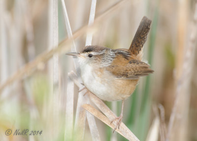 Wren, Marsh 20140504_07370716_5x7_W.jpg