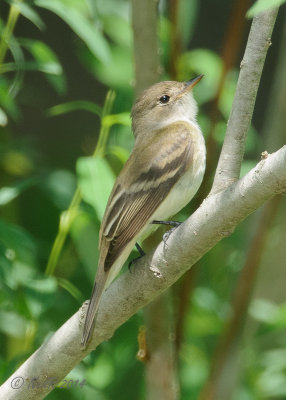 Flycatcher, Willow 20140523_11310391_5x7_W.jpg