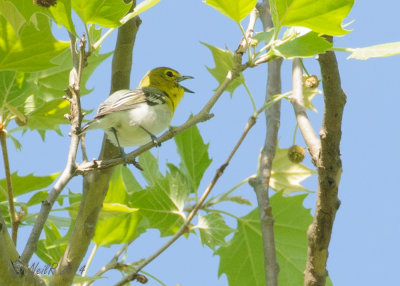 Vireo, Yellow-throated 20140523_09272834_5x7_W.jpg