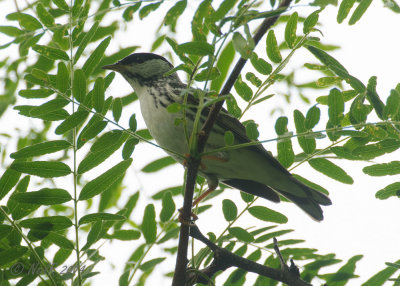 Blackpoll Warbler 20140528_17491608_5x7_W.jpg