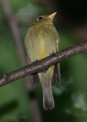 Yellow-bellied Flycatcher 20140528_18520991_5x7b_W.jpg