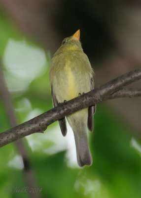 Yellow-bellied Flycatcher 20140528_18530274_5x7_W-3.jpg