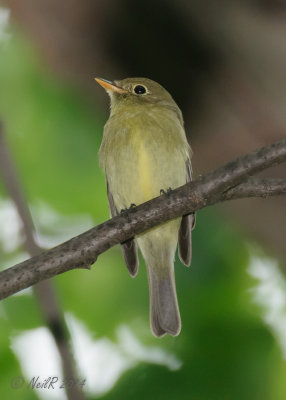 Yellow-bellied Flycatcher 20140528_18533308_5x7_W.jpg