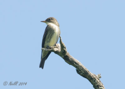 Olive-sided Flycatcher 20140525_11391433_5x7_W.jpg