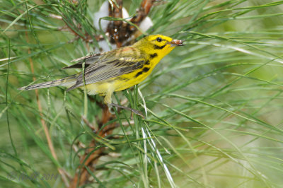 Prairie Warbler 20140608_11505708_2x3_W.jpg