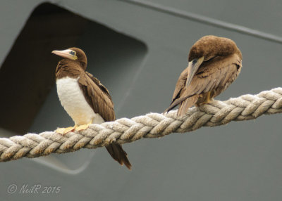 Brown Booby 20150922_16094286-W.jpg