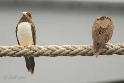 Brown Booby 20150922_16112217-W.jpg