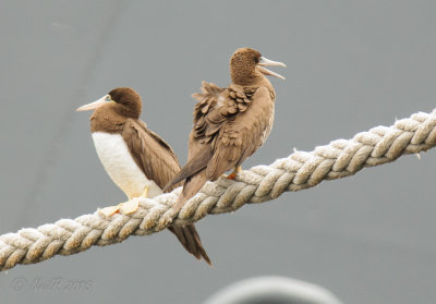Brown Booby 20150922_16231349-W.jpg