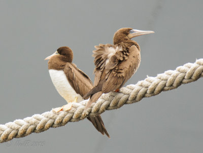 Brown Booby 20150922_16232333-W.jpg
