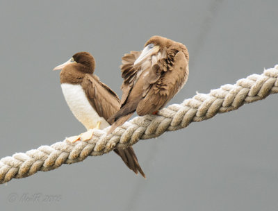 Brown Booby 20150922_16232400-W.jpg