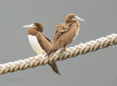 Brown Booby 20150922_16235385-W.jpg