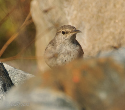Rock Wren 20151021_16000576-W.jpg