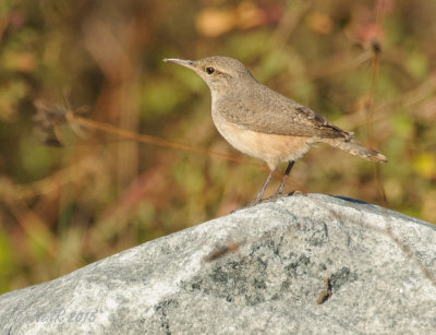 Rock Wren 20151021_16000951-W.jpg