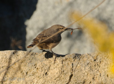 Rock Wren 20151021_16113966-W.jpg