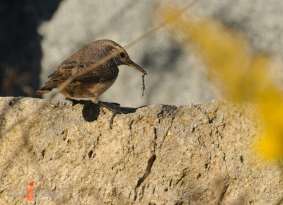 Rock Wren 20151021_16114115-W.jpg