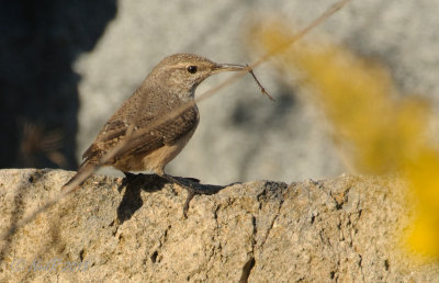Rock Wren 20151021_16114148-W.jpg