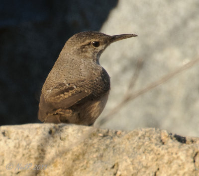 Rock Wren 20151021_16114448-W.jpg