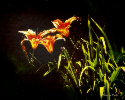 Lilies In The Field