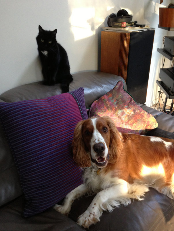 after cat and dog.jpg