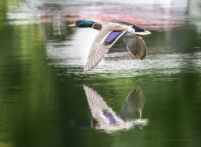20130602_3a7b3601.jpg