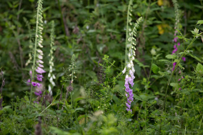 20130609_3a7b3684.jpg
