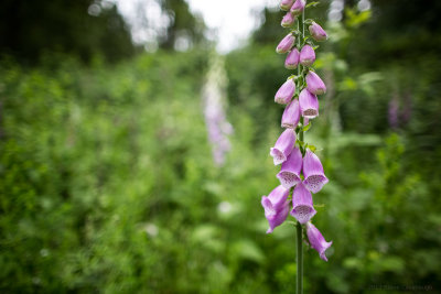 20130609_4w8a0894.jpg