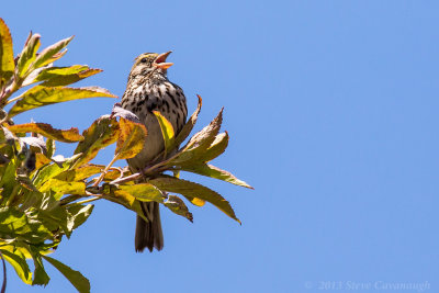 20130622_3a7b4031.jpg